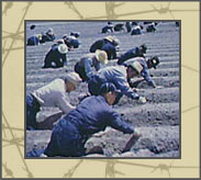 picture farm workers in field